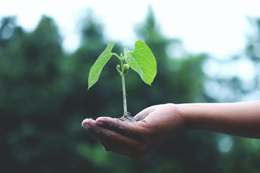 Graine de plante qui pousse au cœur de la main d'un enfant